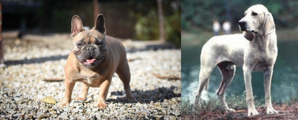 Porcelaine vs French Bulldog - Breed Comparison