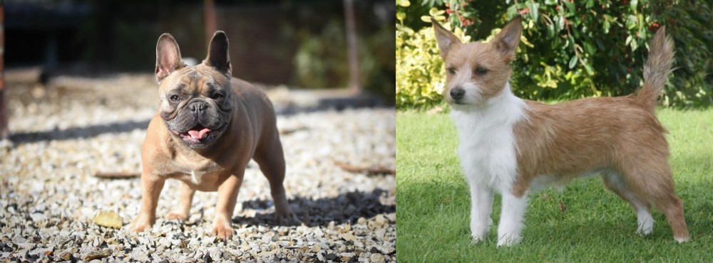 Portuguese Podengo vs French Bulldog - Breed Comparison