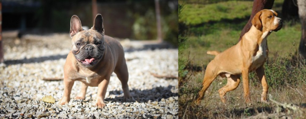 Portuguese Pointer vs French Bulldog - Breed Comparison