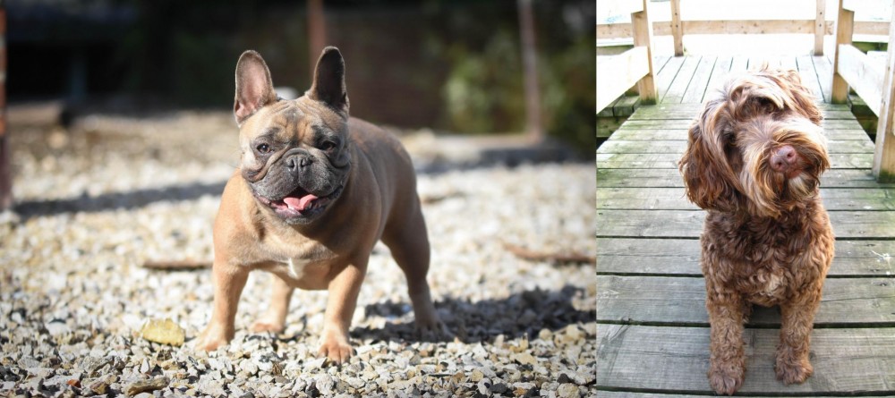 Portuguese Water Dog vs French Bulldog - Breed Comparison