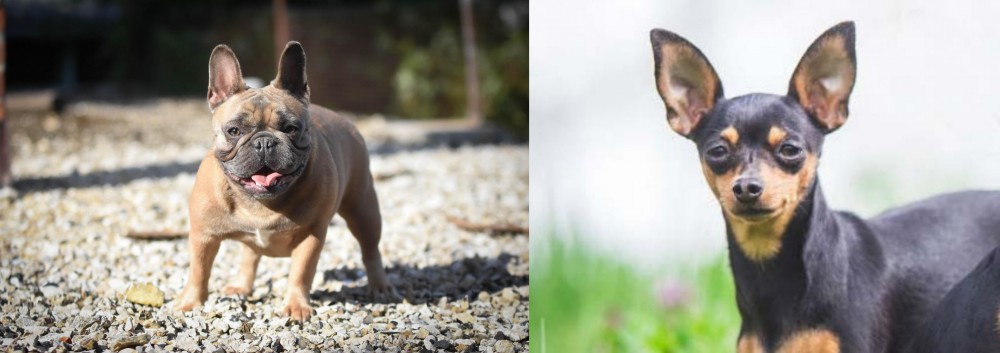 Prazsky Krysarik vs French Bulldog - Breed Comparison