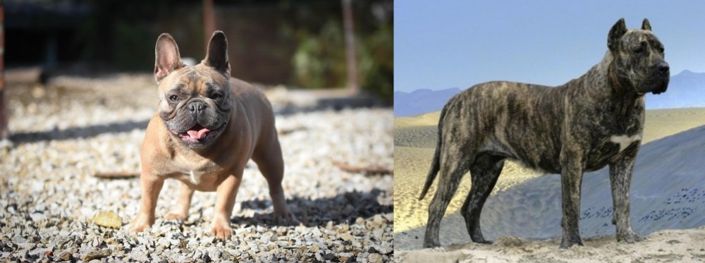 Presa Canario vs French Bulldog - Breed Comparison