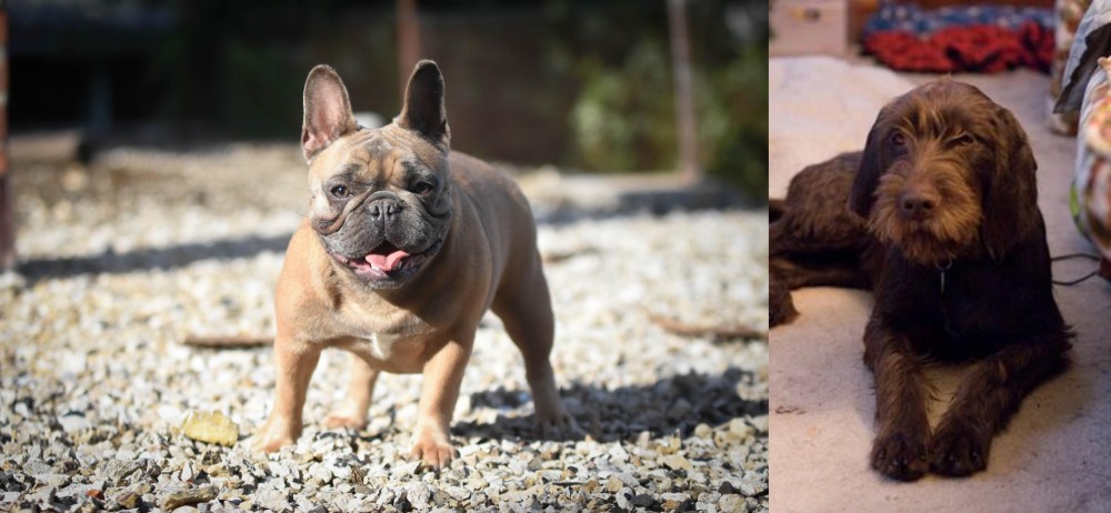 Pudelpointer vs French Bulldog - Breed Comparison