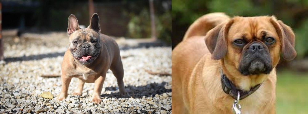 Pugalier vs French Bulldog - Breed Comparison