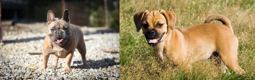 Puggle vs French Bulldog - Breed Comparison