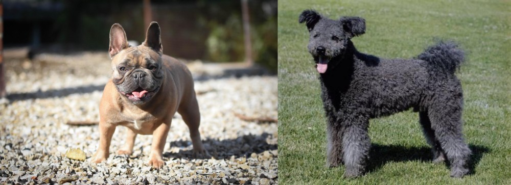 Pumi vs French Bulldog - Breed Comparison