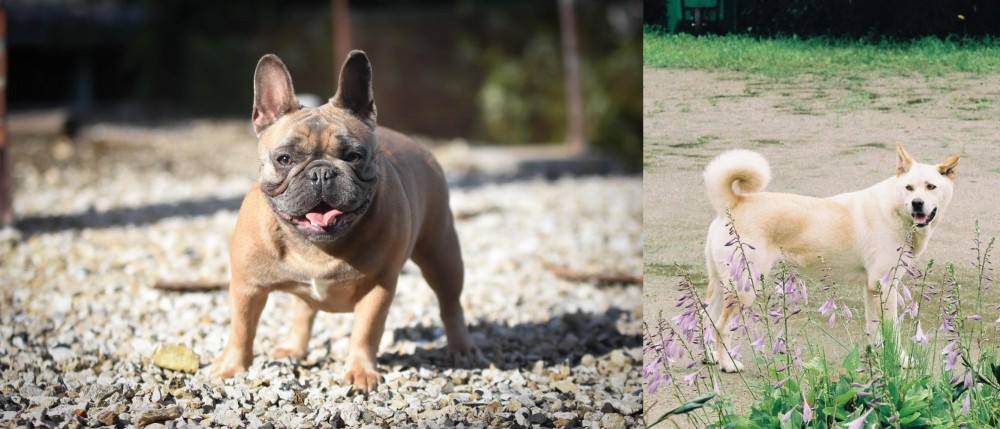 Pungsan Dog vs French Bulldog - Breed Comparison
