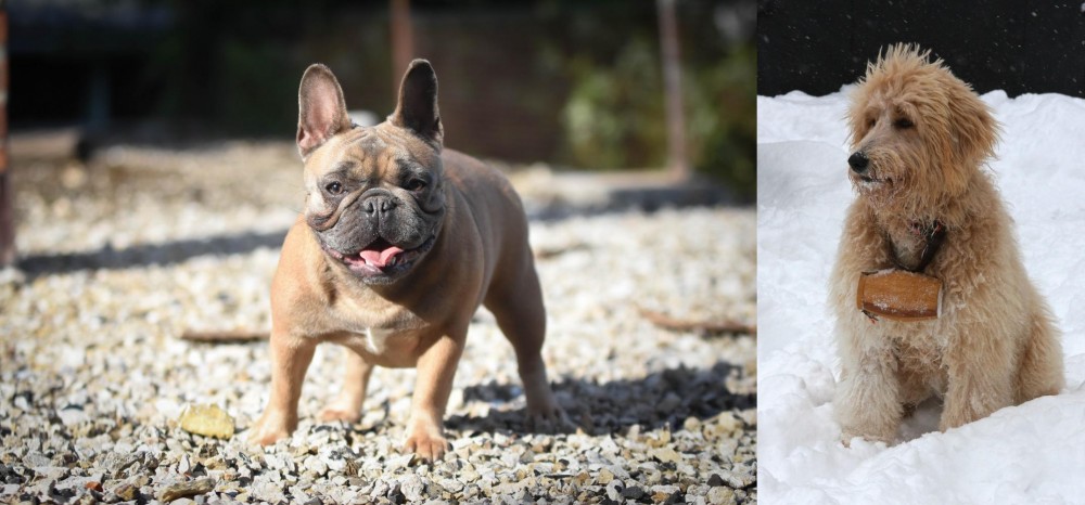 Pyredoodle vs French Bulldog - Breed Comparison