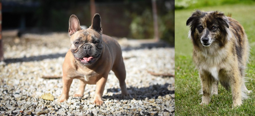 Pyrenean Shepherd vs French Bulldog - Breed Comparison