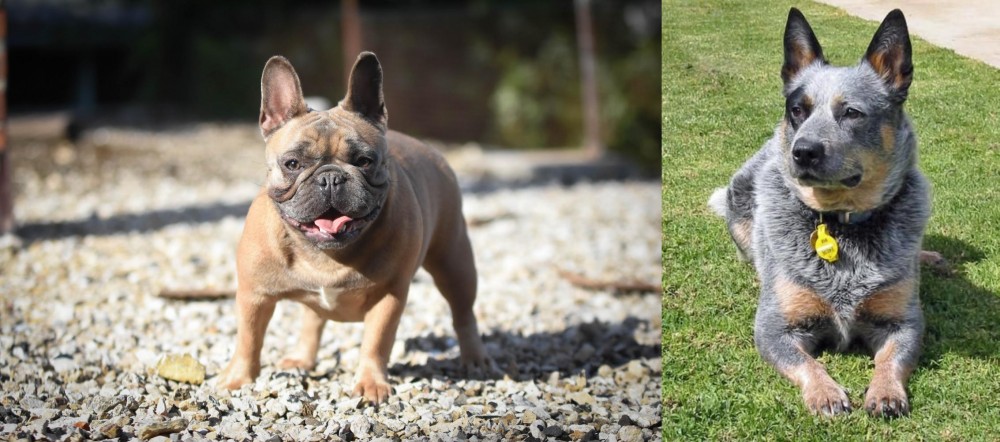 Queensland Heeler vs French Bulldog - Breed Comparison