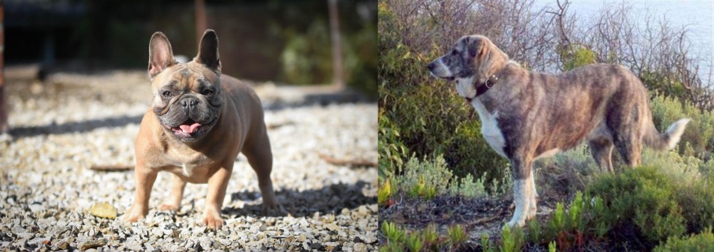 Rafeiro do Alentejo vs French Bulldog - Breed Comparison