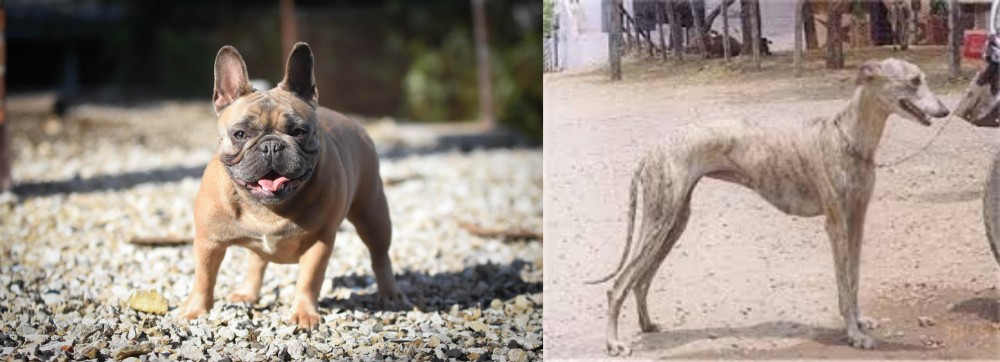 Rampur Greyhound vs French Bulldog - Breed Comparison