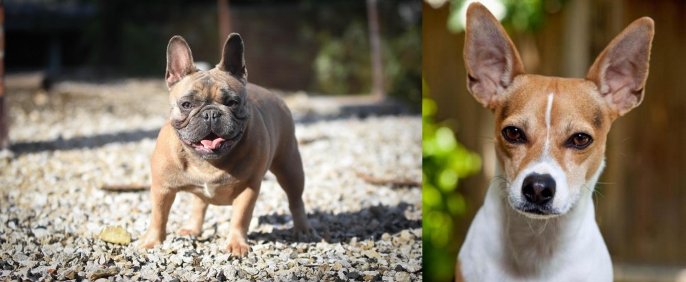 Rat Terrier vs French Bulldog - Breed Comparison