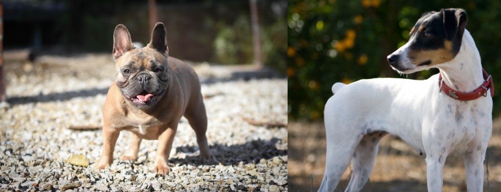 Ratonero Bodeguero Andaluz vs French Bulldog - Breed Comparison