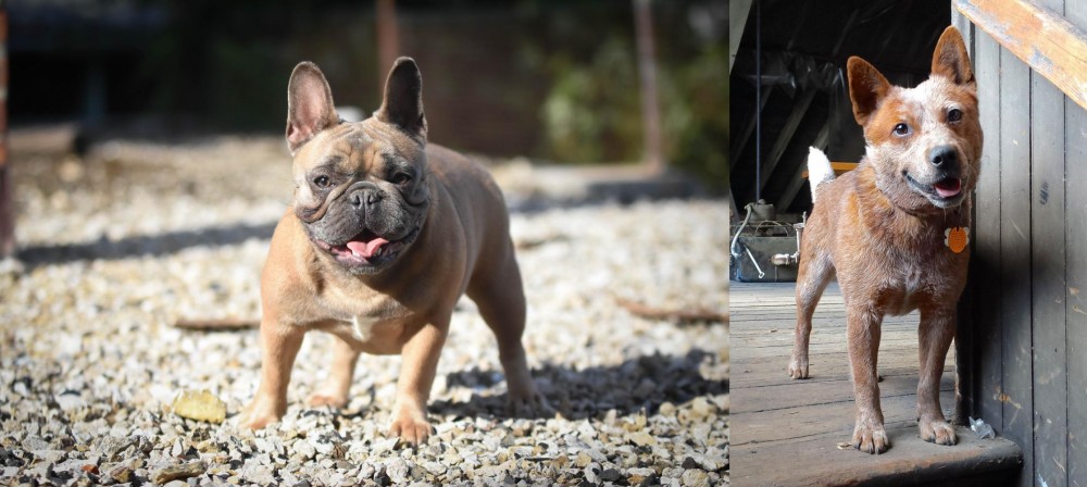 Red Heeler vs French Bulldog - Breed Comparison