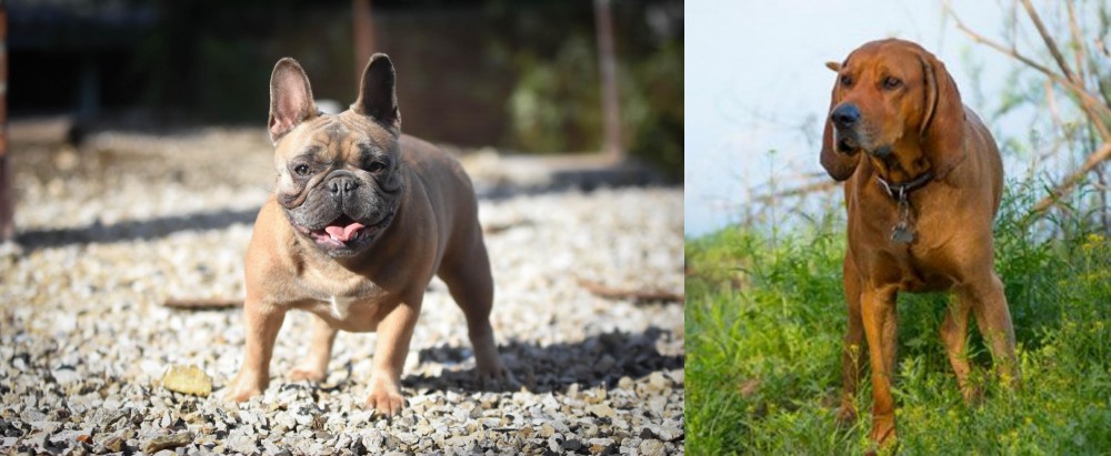 Redbone Coonhound vs French Bulldog - Breed Comparison