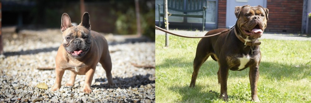 Renascence Bulldogge vs French Bulldog - Breed Comparison
