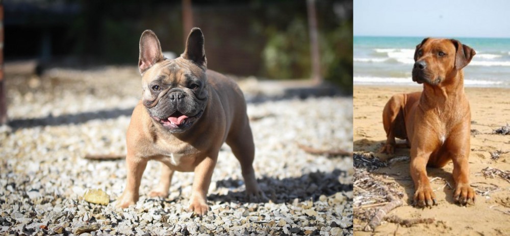 Rhodesian Ridgeback vs French Bulldog - Breed Comparison