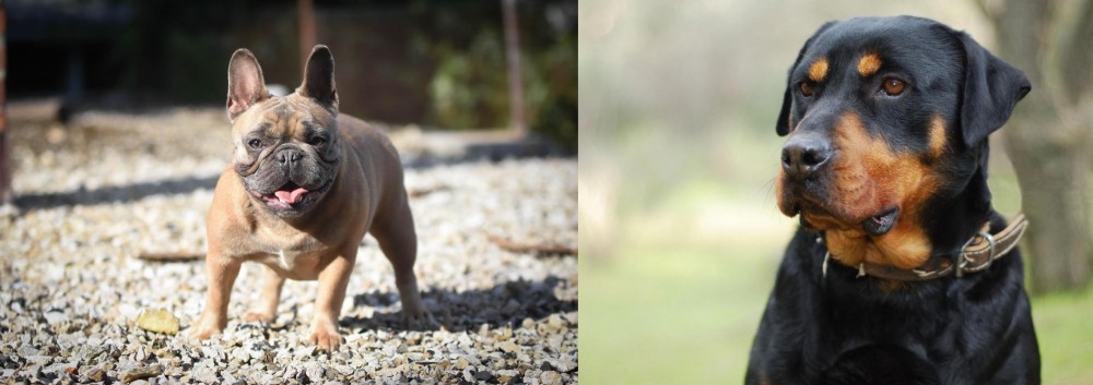 Rottweiler vs French Bulldog - Breed Comparison