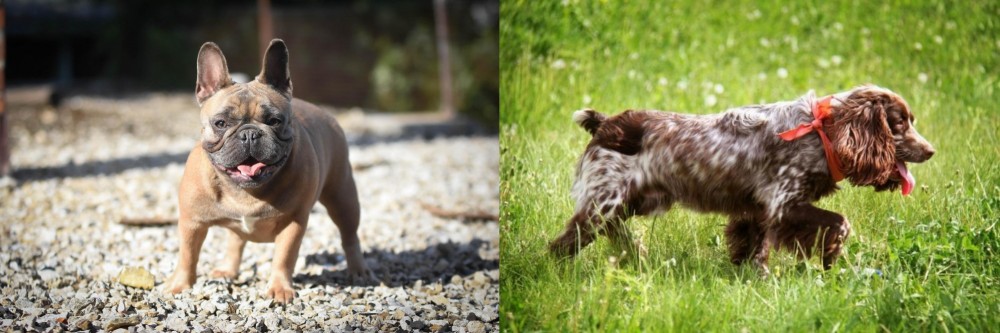 Russian Spaniel vs French Bulldog - Breed Comparison