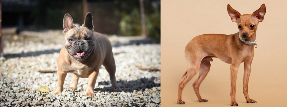Russian Toy Terrier vs French Bulldog - Breed Comparison