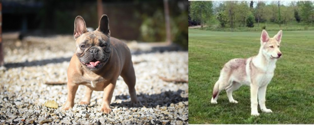 Saarlooswolfhond vs French Bulldog - Breed Comparison