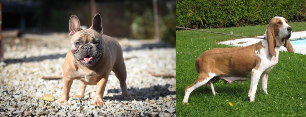 Sabueso Espanol vs French Bulldog - Breed Comparison