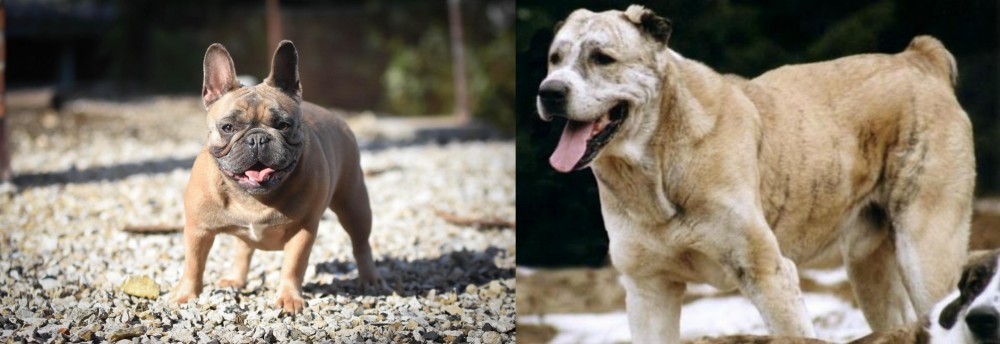 Sage Koochee vs French Bulldog - Breed Comparison