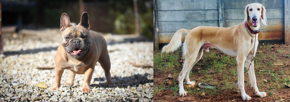 Saluki vs French Bulldog - Breed Comparison
