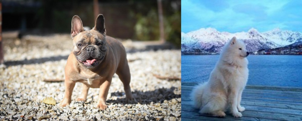 Samoyed vs French Bulldog - Breed Comparison