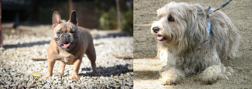 Sapsali vs French Bulldog - Breed Comparison