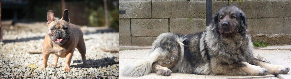 Sarplaninac vs French Bulldog - Breed Comparison