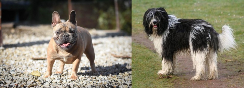 Schapendoes vs French Bulldog - Breed Comparison