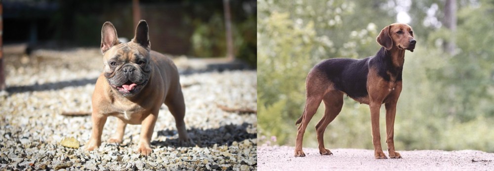 Schillerstovare vs French Bulldog - Breed Comparison