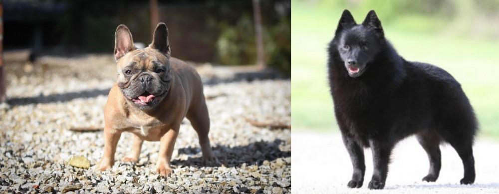Schipperke vs French Bulldog - Breed Comparison