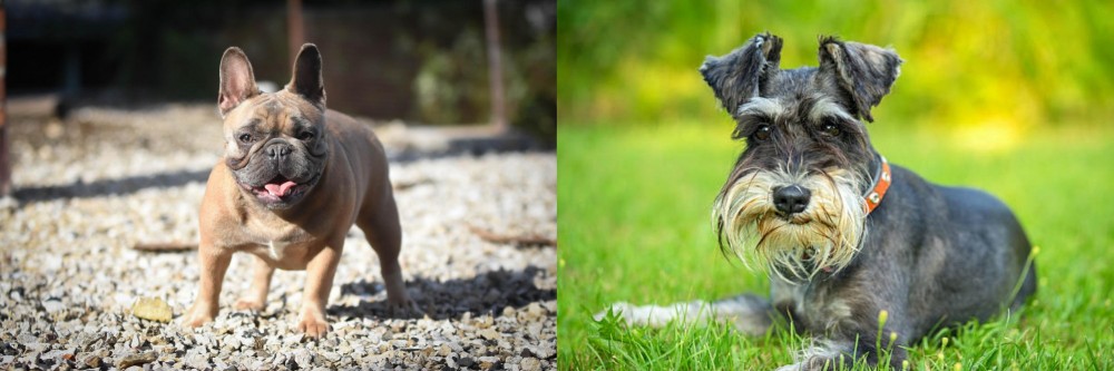 Schnauzer vs French Bulldog - Breed Comparison
