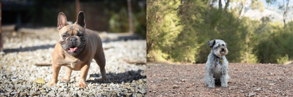 Schnoodle vs French Bulldog - Breed Comparison