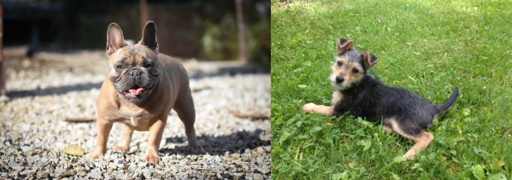 Schnorkie vs French Bulldog - Breed Comparison
