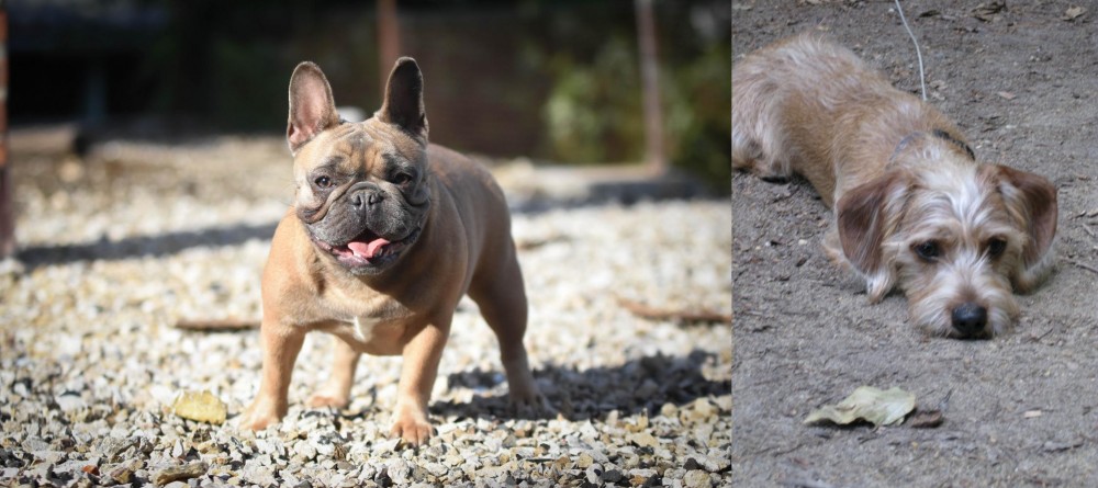 Schweenie vs French Bulldog - Breed Comparison
