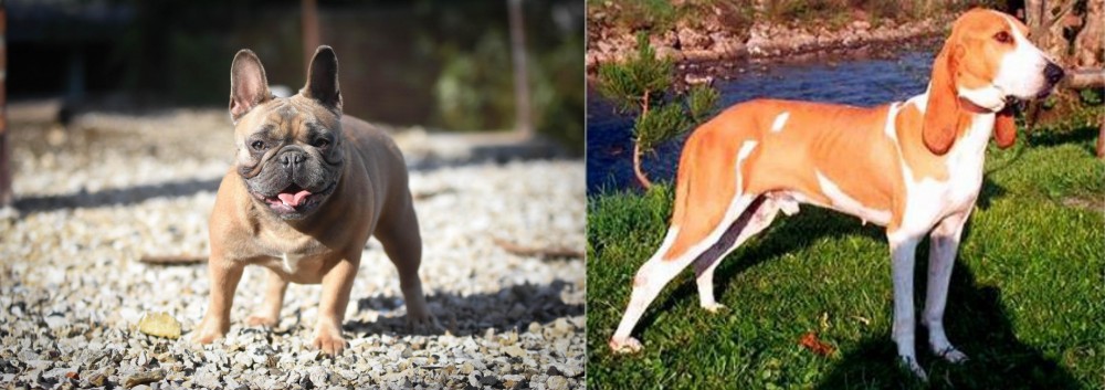 Schweizer Laufhund vs French Bulldog - Breed Comparison