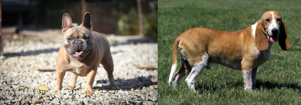 Schweizer Niederlaufhund vs French Bulldog - Breed Comparison