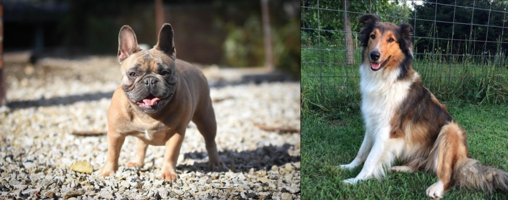 Scotch Collie vs French Bulldog - Breed Comparison