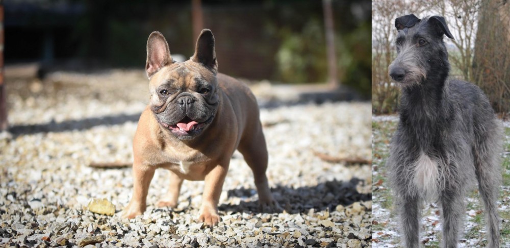 Scottish Deerhound vs French Bulldog - Breed Comparison