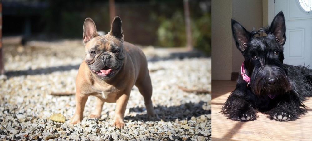 Scottish Terrier vs French Bulldog - Breed Comparison