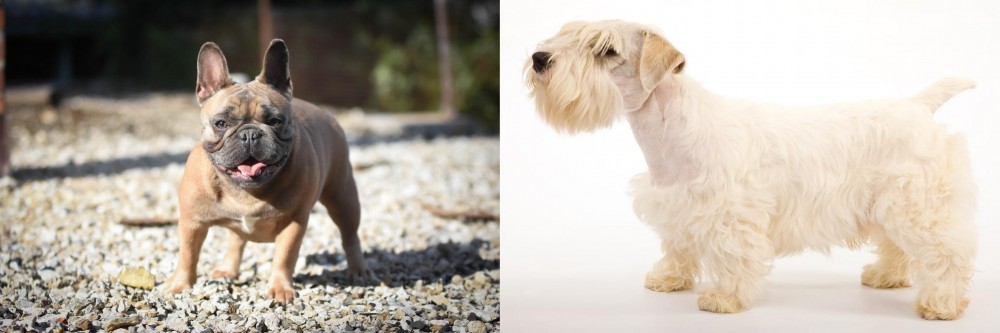 Sealyham Terrier vs French Bulldog - Breed Comparison