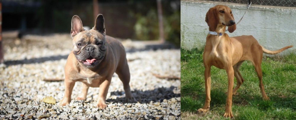 Segugio Italiano vs French Bulldog - Breed Comparison