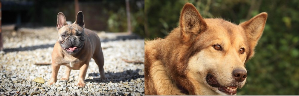 Seppala Siberian Sleddog vs French Bulldog - Breed Comparison