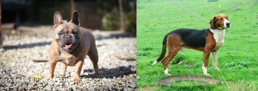 Serbian Tricolour Hound vs French Bulldog - Breed Comparison