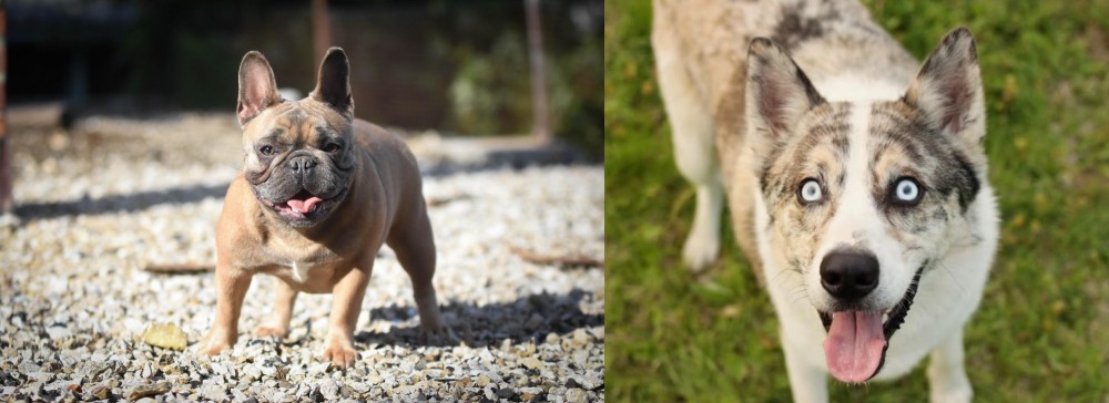 Shepherd Husky vs French Bulldog - Breed Comparison