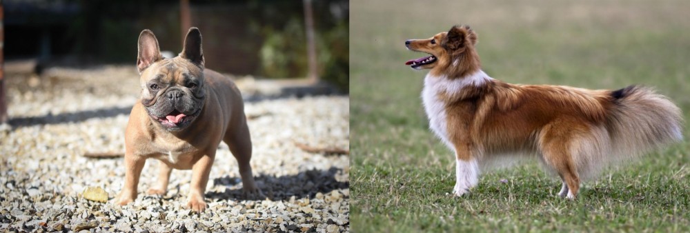 Shetland Sheepdog vs French Bulldog - Breed Comparison